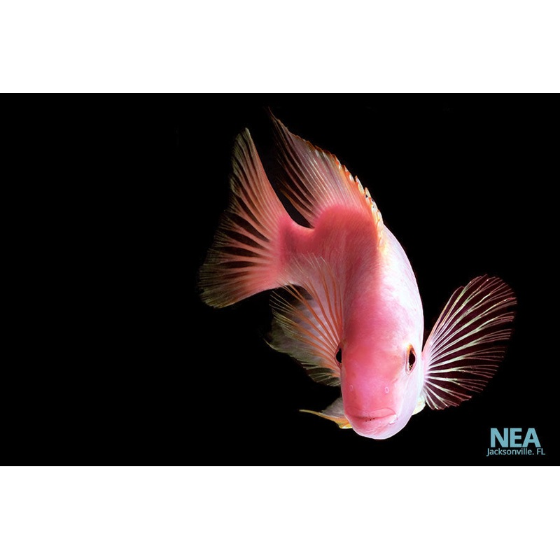 Purple Rose Queen Cichlid