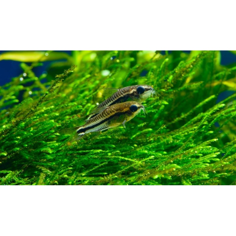 Pygmy Corydoras Catfish