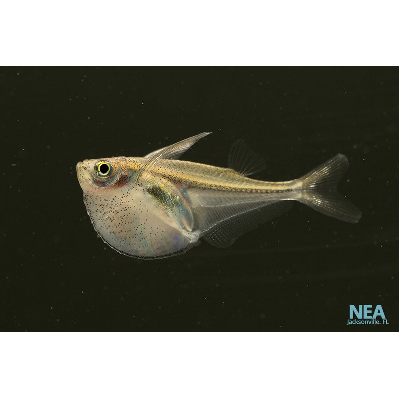 Pygmy Hatchet