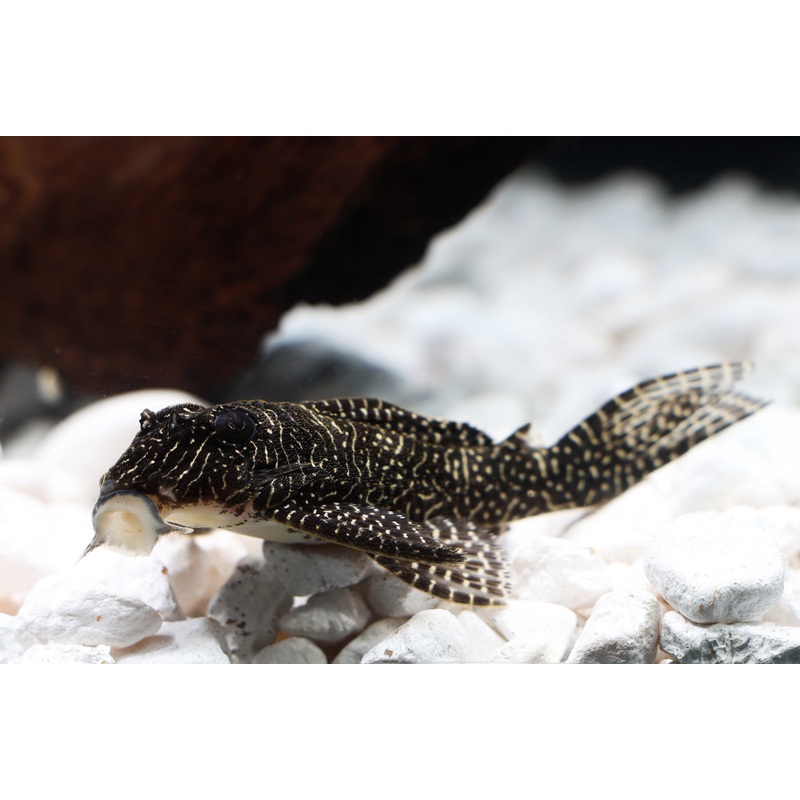 Queen Arabesque L-260 Plecostomus