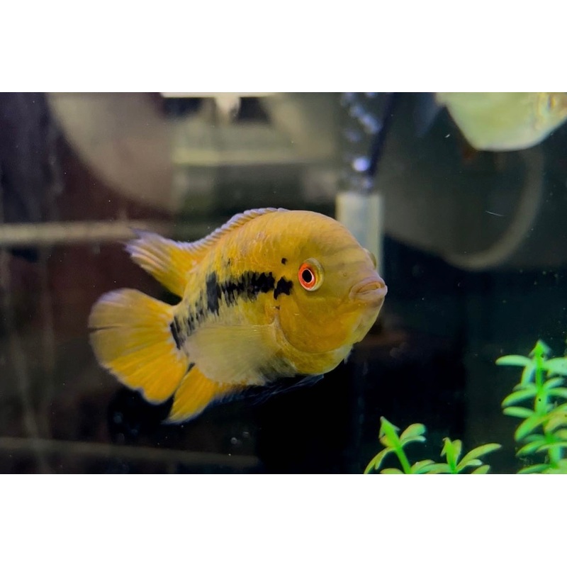 Rainbow Cichlid