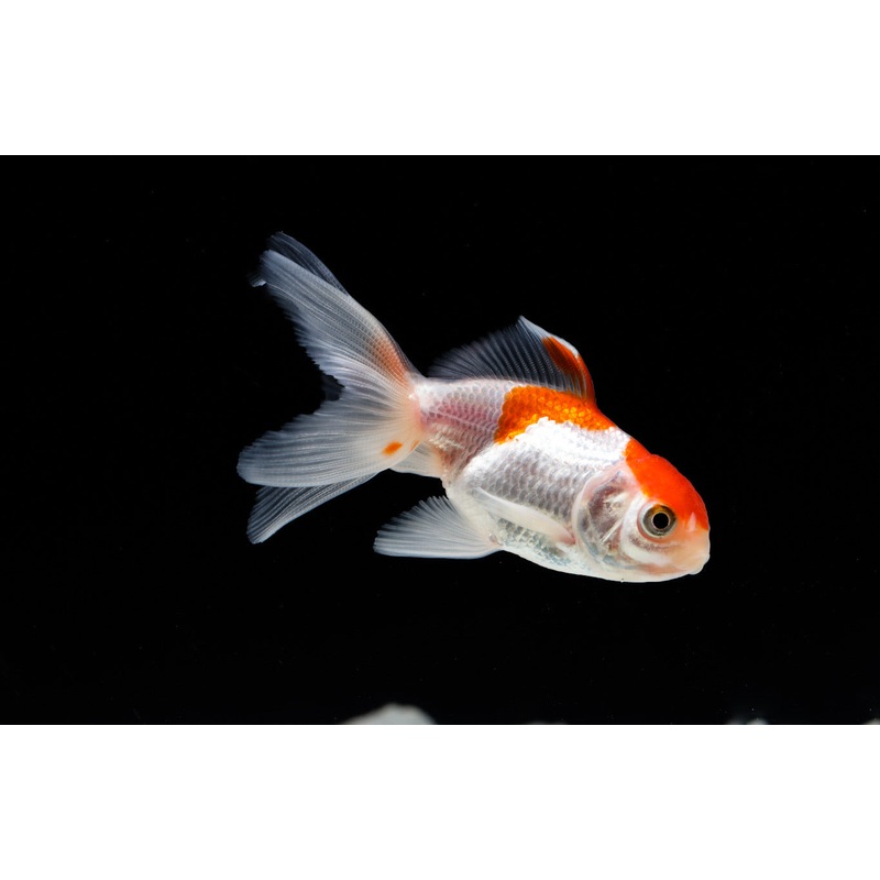 Red And White Oranda Goldfish