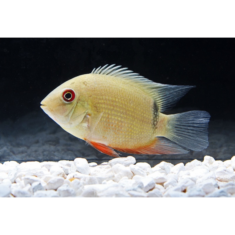 Red Belly Eye Spot Severum Cichlid