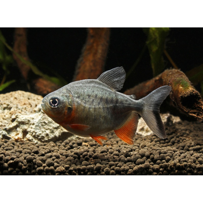 Red Belly Pacu