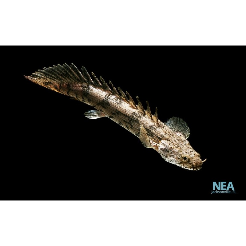 Red Bichir