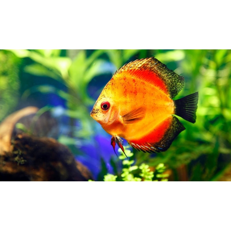 Red Cover Discus