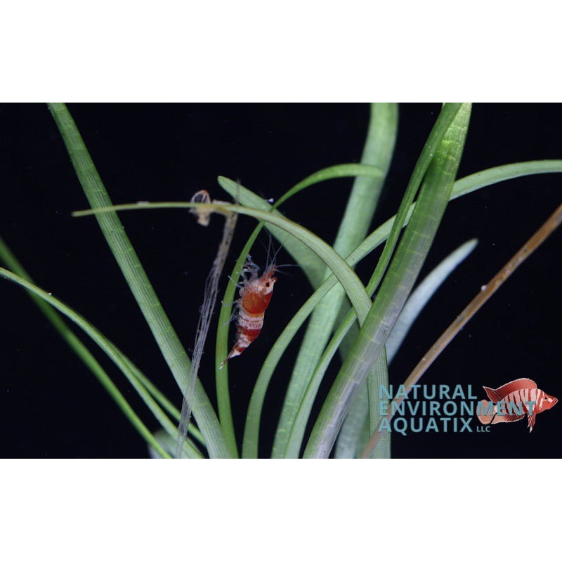 Red Crystal Shrimp