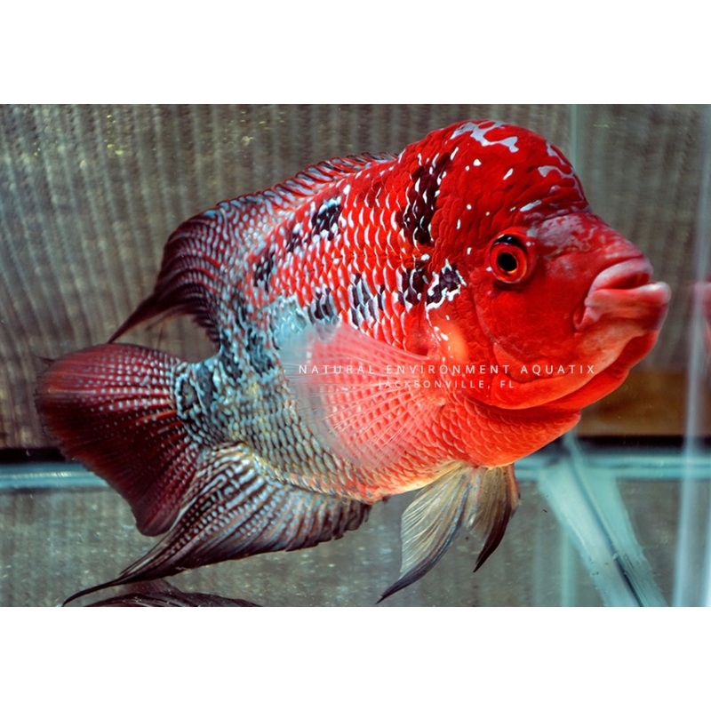Red Dragon Flowerhorn Cichlid