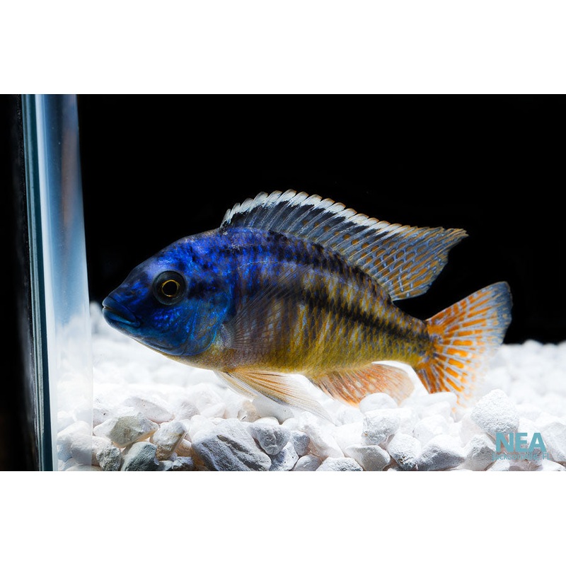 Red Empress Cichlid  Male Large