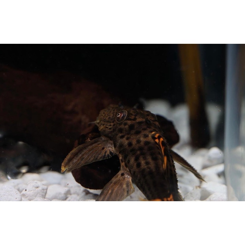 Red Fin Black Spot Plecostomus L091