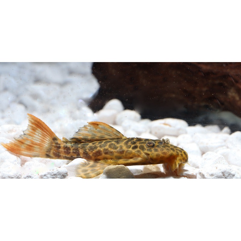 Red Fin Sternella L 114 Plecostomus