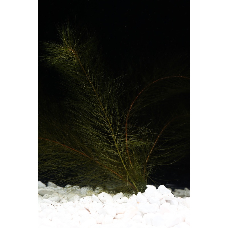 Red Myrio
