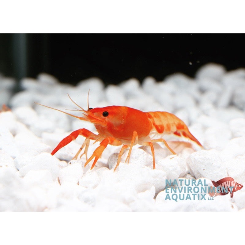 Red Neon Crayfish