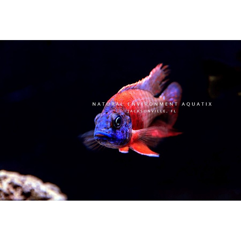 Red Peacock Cichlid  Male Large