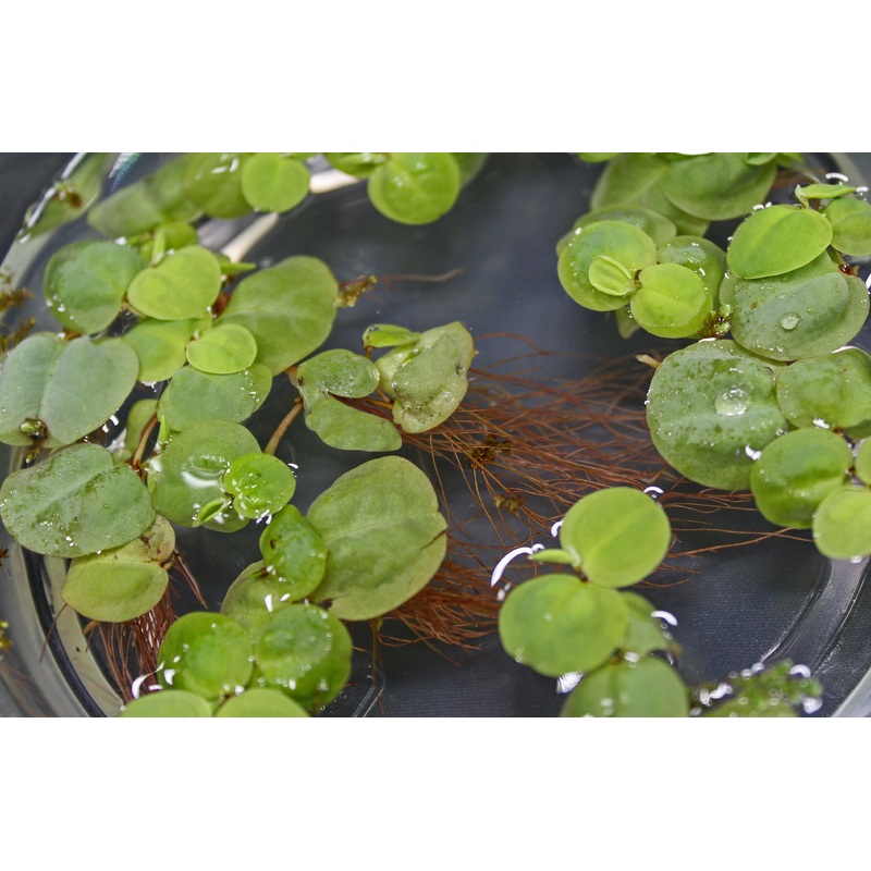 Red Root Floater