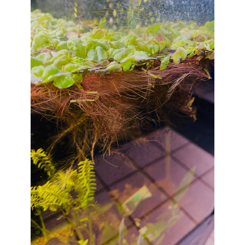 Red Root Floater Cup