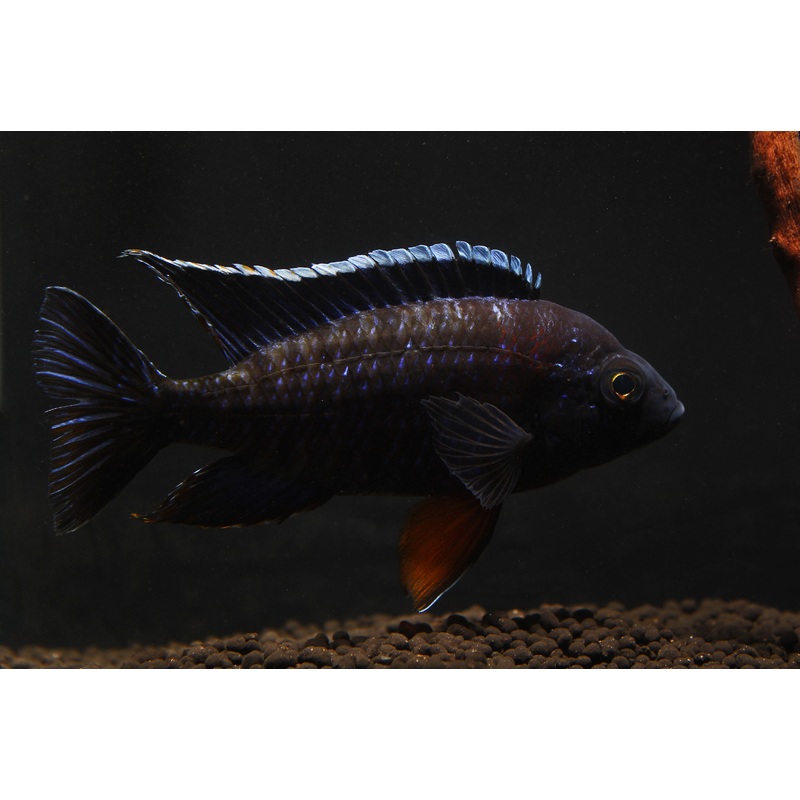 Red Shoulder Peacock Cichlid  Male Large