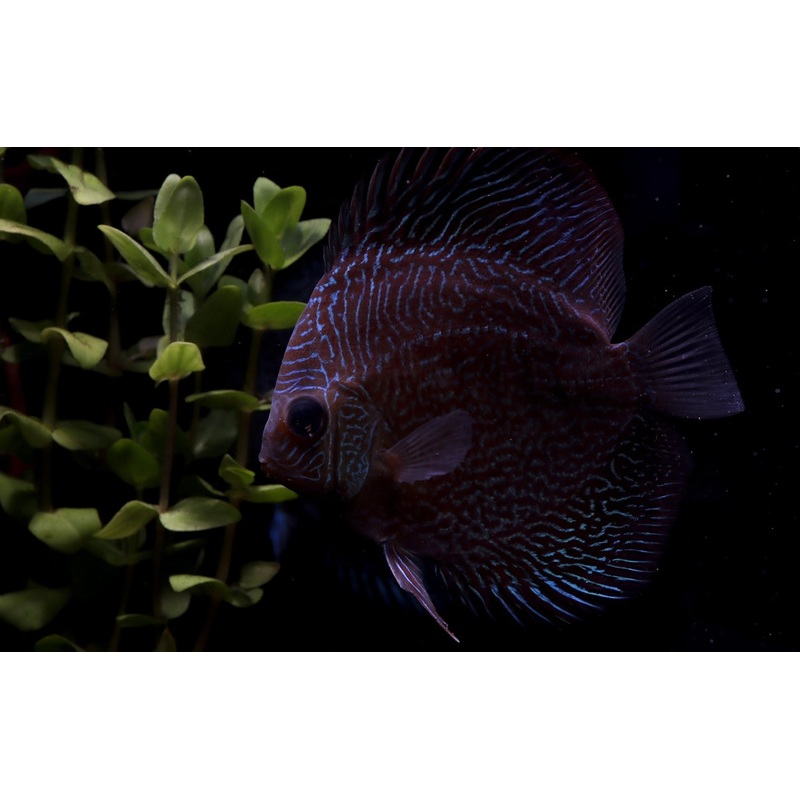 Red Snakeskin Discus