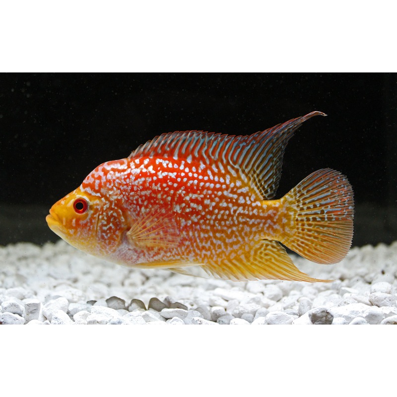 Red Texas Cichlid
