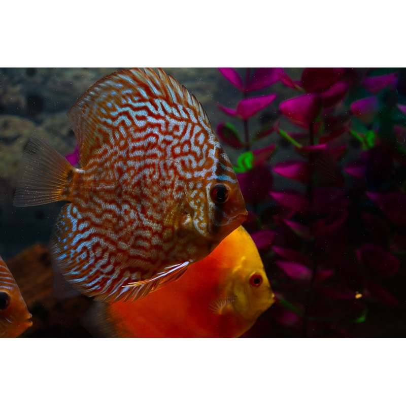 Red Turquoise Discus