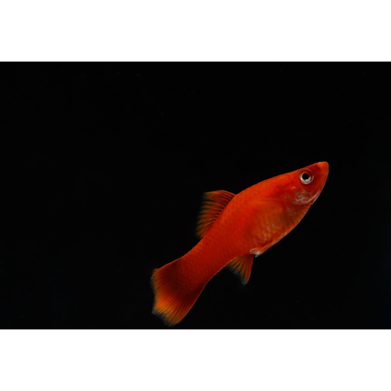 Red Vampire Swordtail