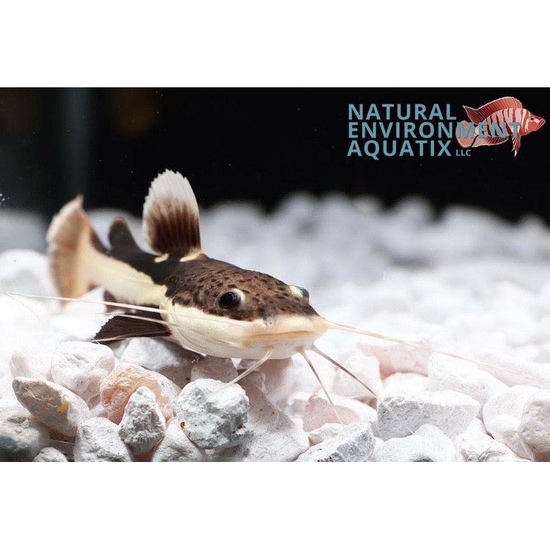 Redtail Catfish