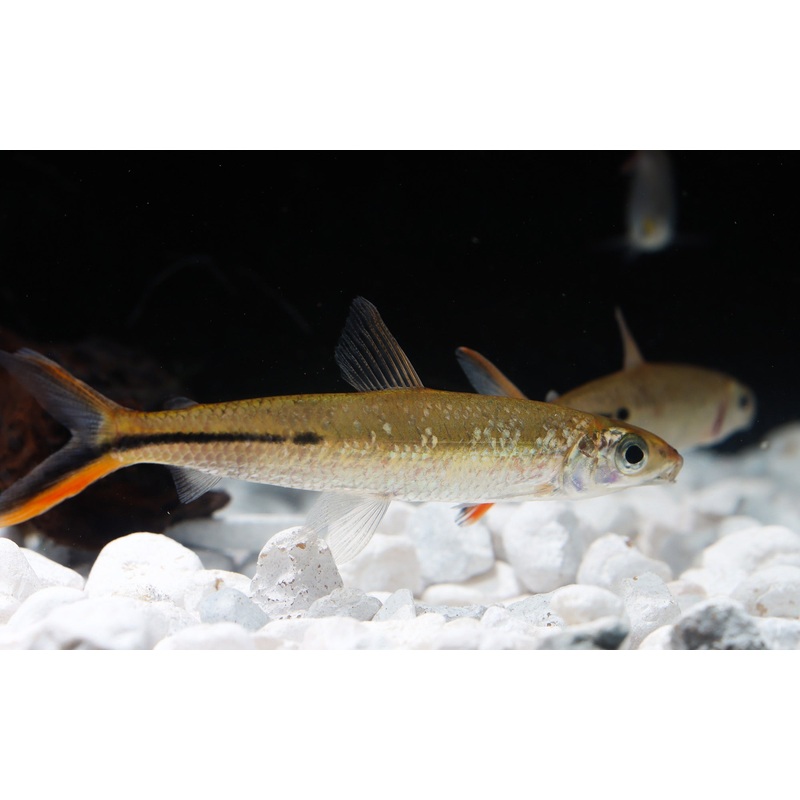 Redtail Hemiodus