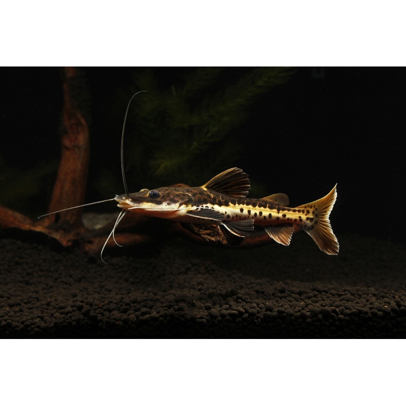 Redtail/ Tiger Shovelnose Catfish