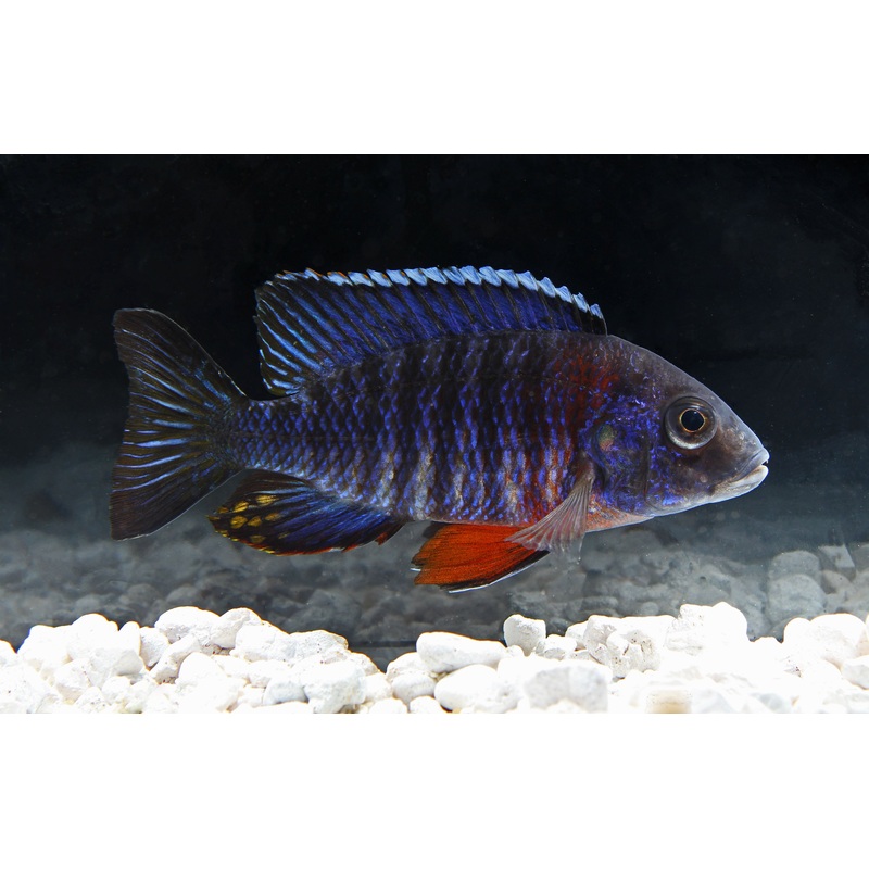 Regal Peacock Cichlid  Male Large