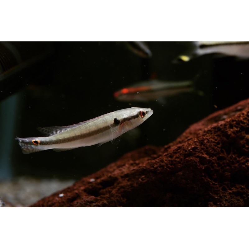 Regani "Dwarf Pike"