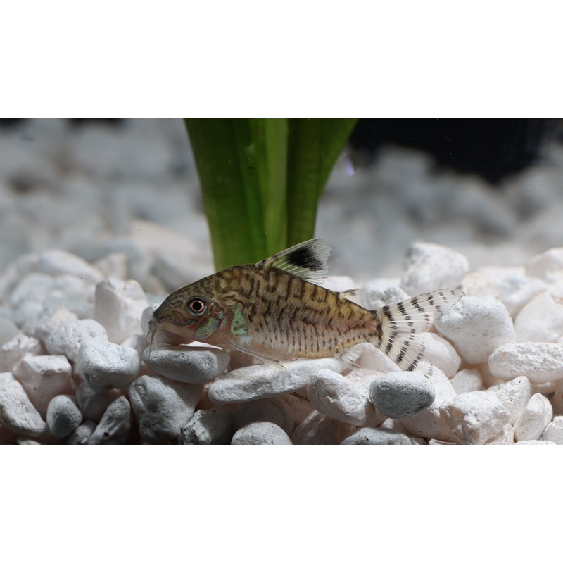 Reticulated Corydoras Catfish