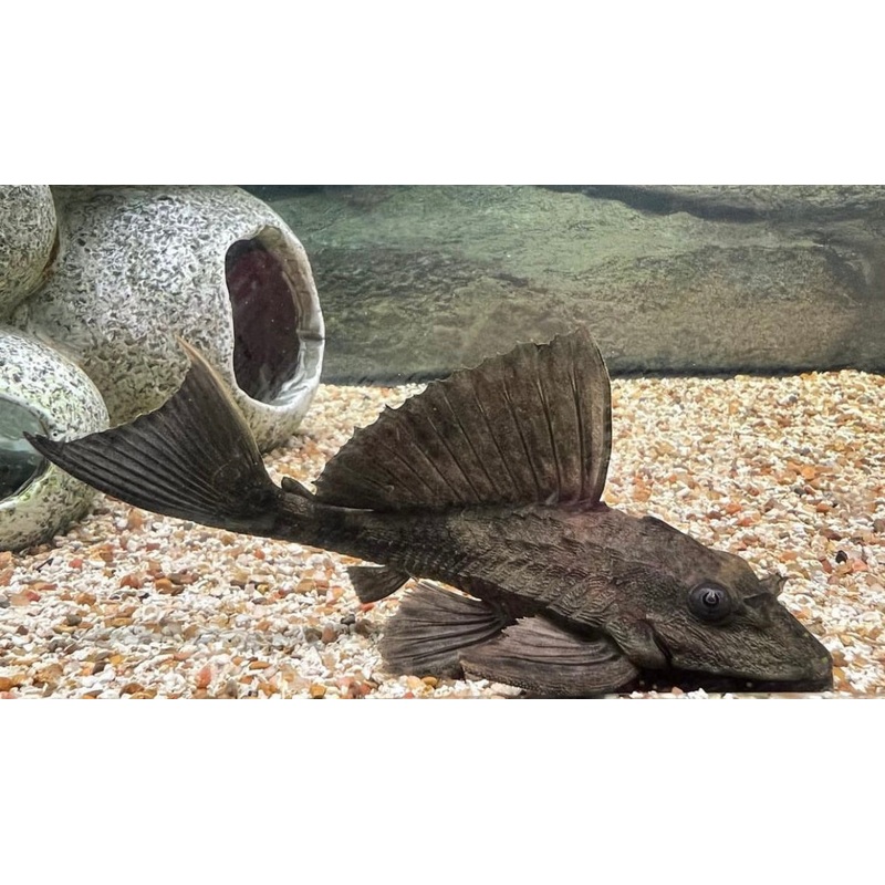 Rhino Plecostomus
