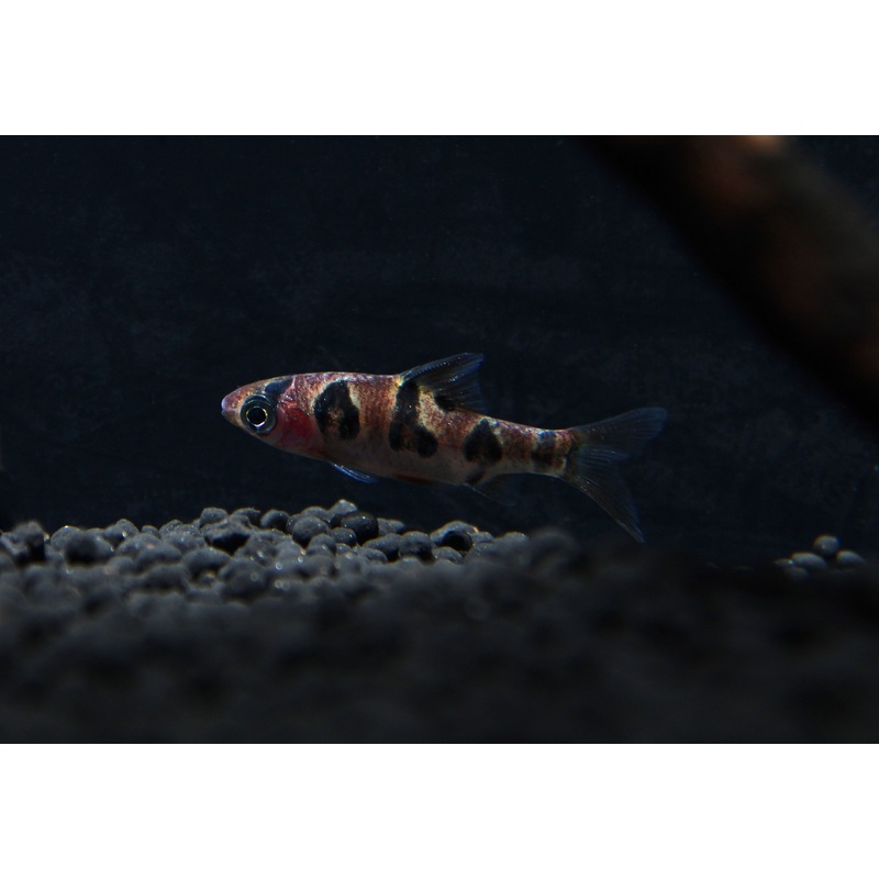 Rhombo Snakeskin Barb