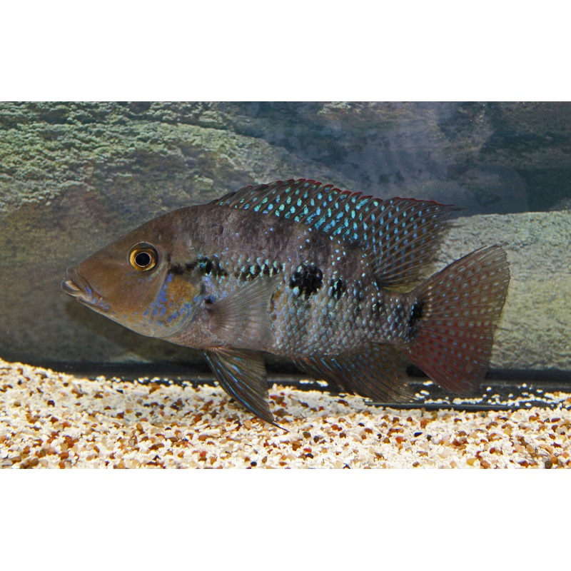 Robertsoni Cichlid