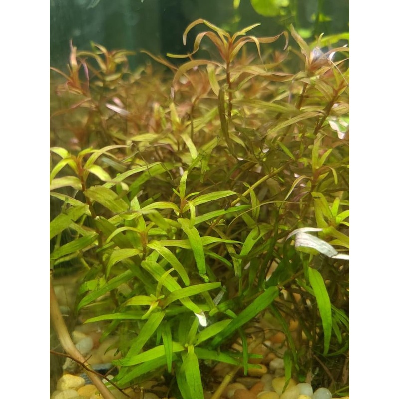 Rotala Magenta