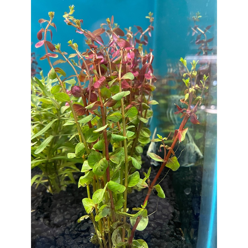 Rotala Rotundifolia 'Red'