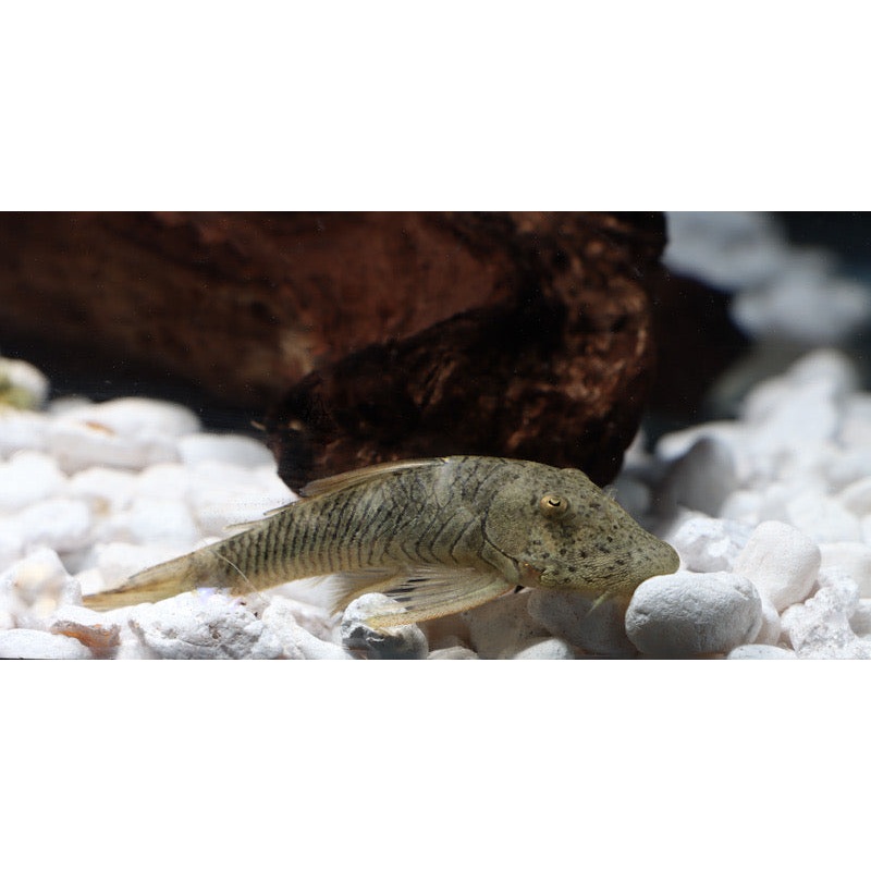 Rubberlip L146 Plecostomus