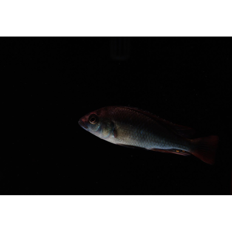 Ruby Green Cichlid