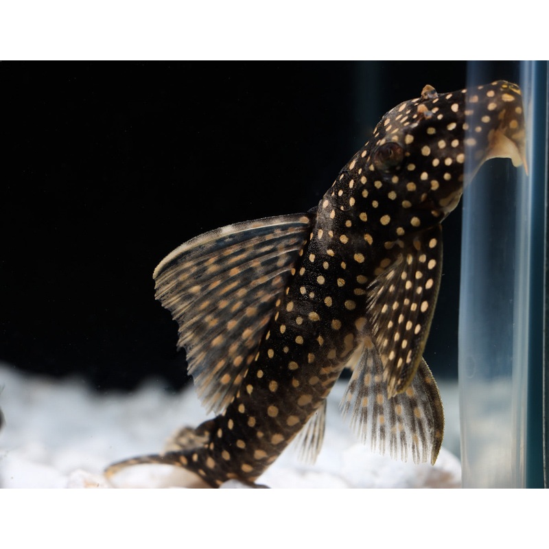 Ruby Spotted Magnum L-048 Plecostomus