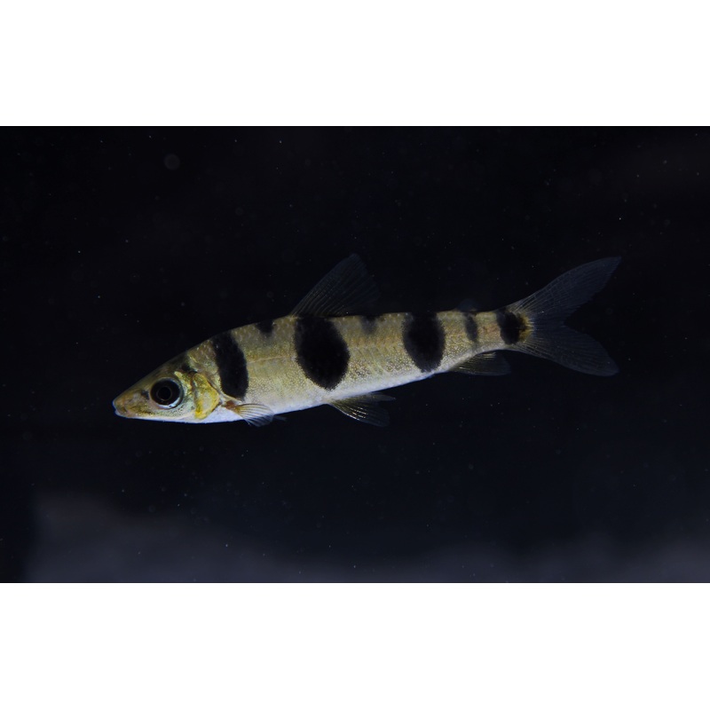 Saddle Spot Leporinus