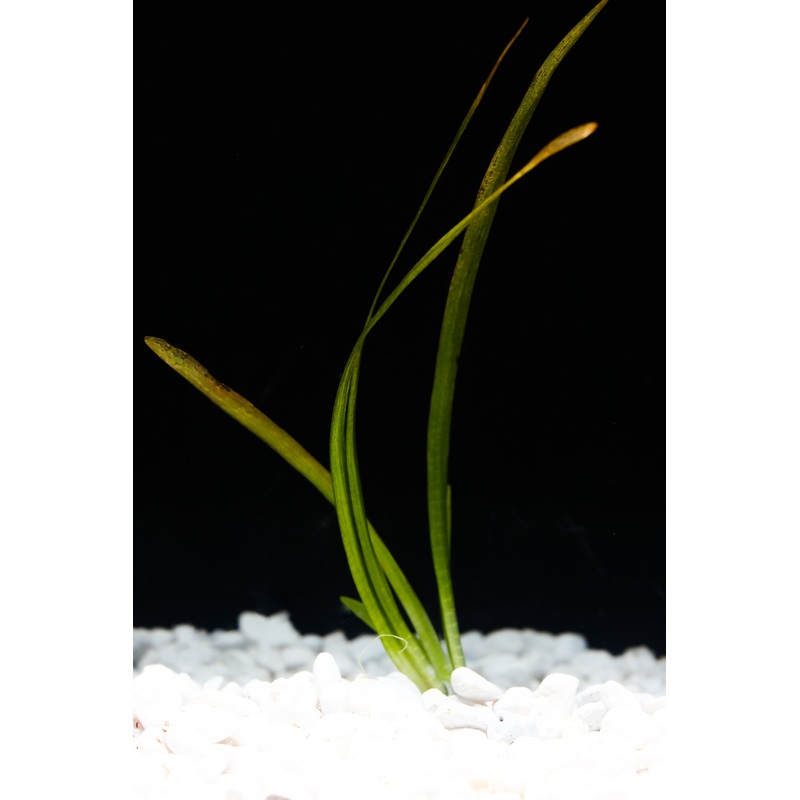 Sagittaria Broadleaf