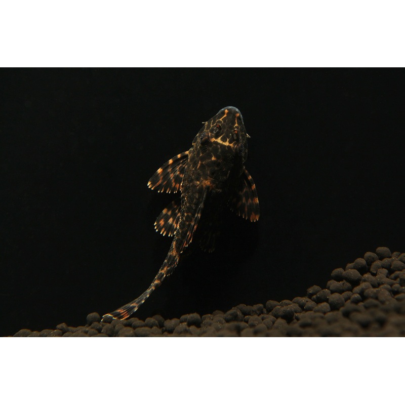 Sailfin Plecostomus - Marble