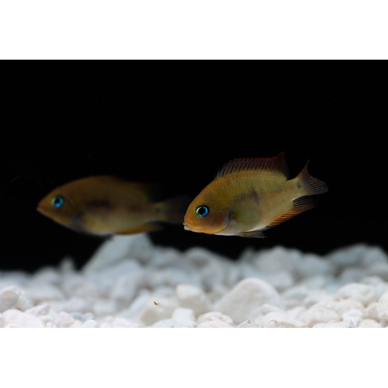 Sajica Cichlid (T-Bar Cichlid)