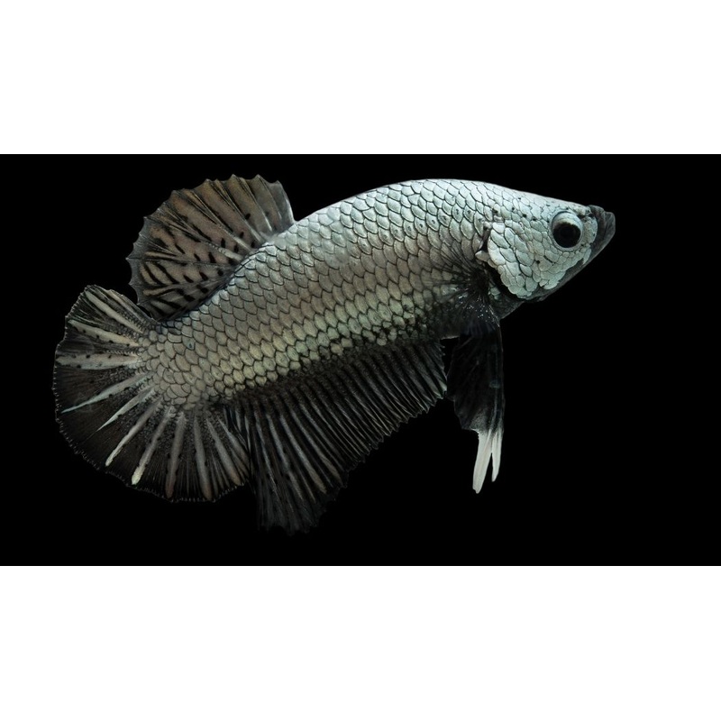 Samurai Plakat Betta Fish  Male