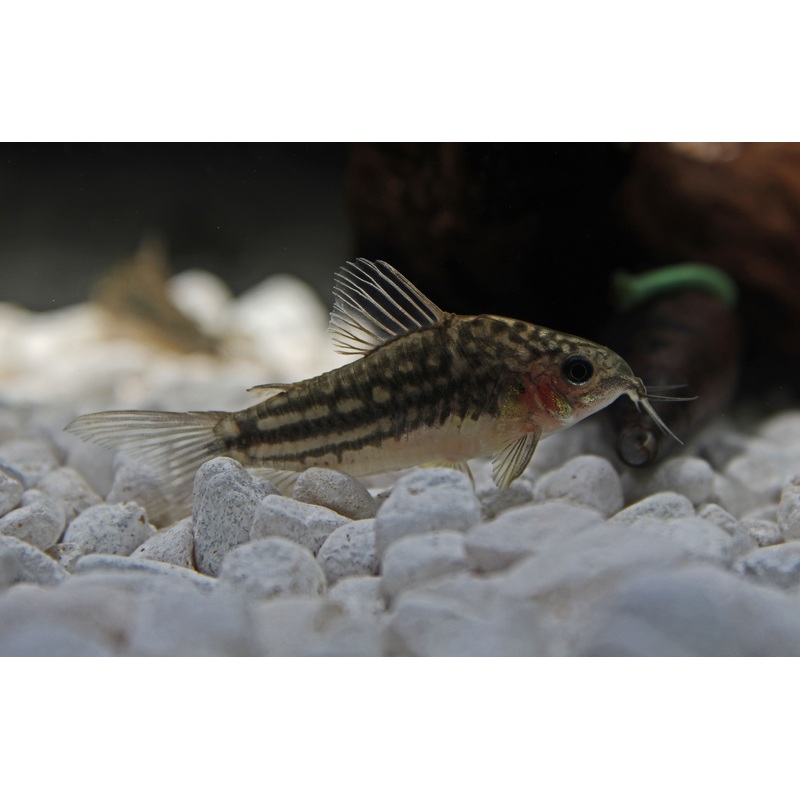 San Juan Corydoras Catfish