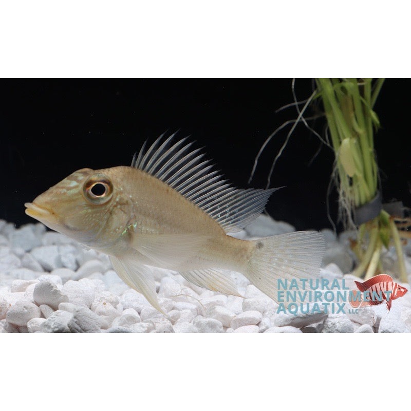 Satanoperca jurupari Geophagus "Peru" WILD  Cichlid