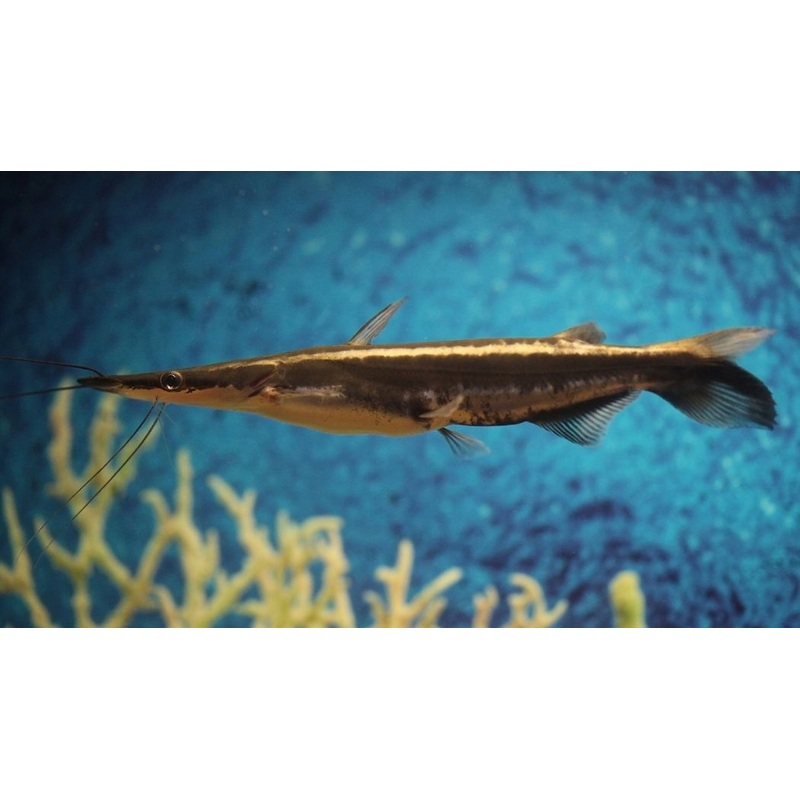 Shovelnose Catfish