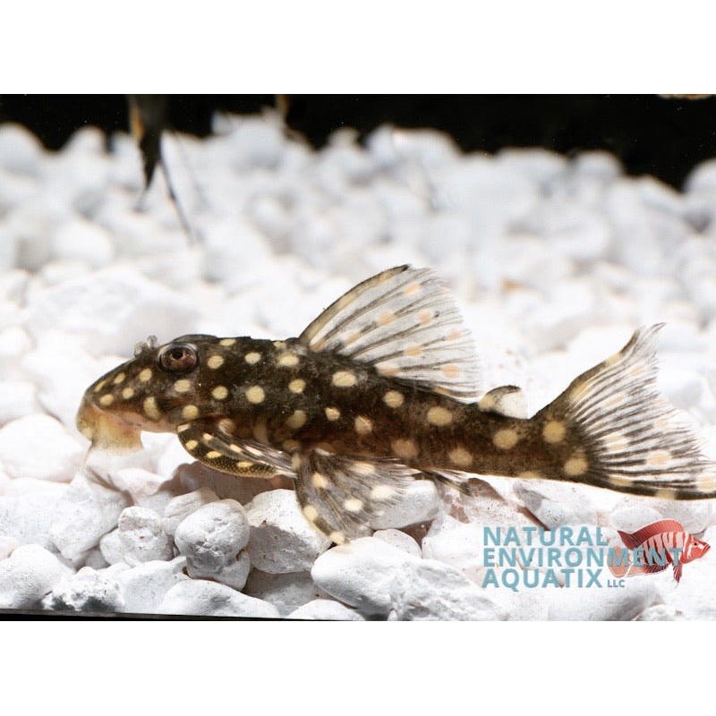 Snow ball Plecostomus L142