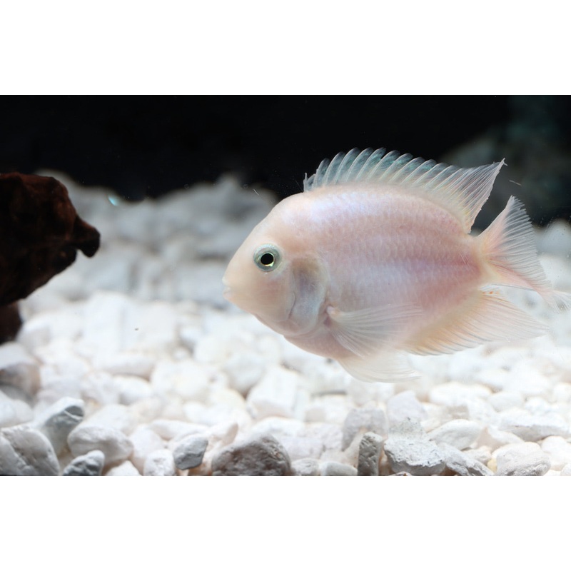 Snow White Parrot Convict Cichlid Juveniles