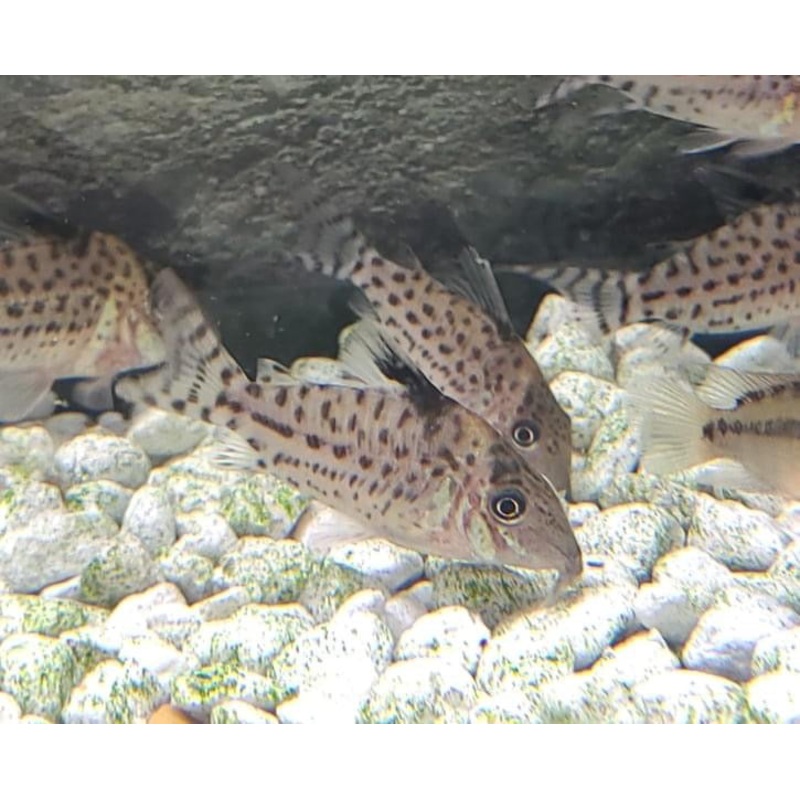 Spotted Corydoras Catfish